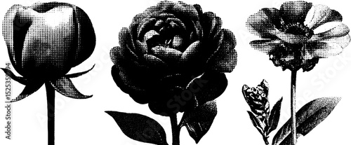 Minimalist floral art with engraving and stippling techniques for elegant design