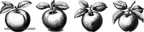 Detailed engraved illustration of peach with black bold lines for botanical design