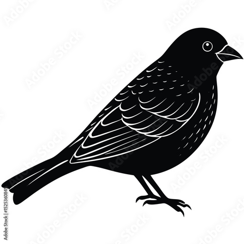 indigo bunting vector