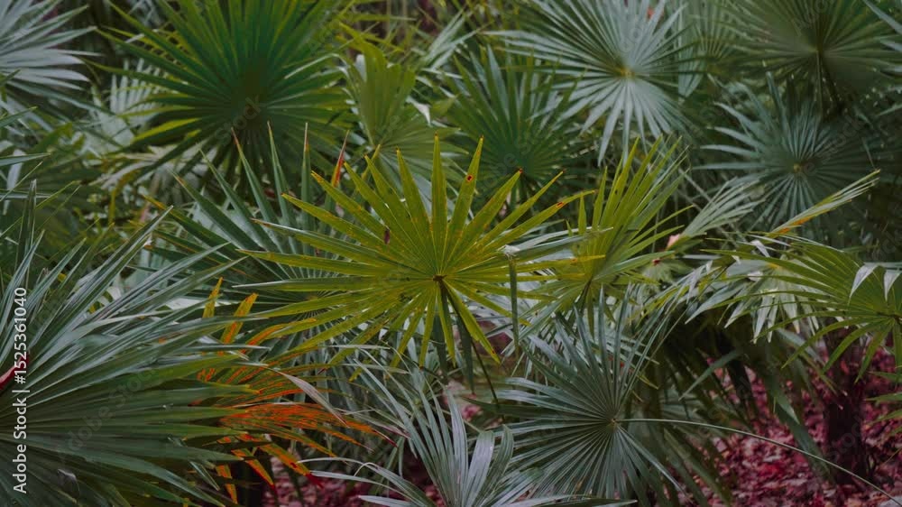 Video of a green background of tulum vegetation of Mexican royal palma Video of a green background of tulum vegetation of Mexican royal palma