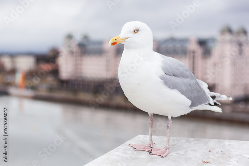 Photography European gull in front of the  cityscape of Oslo