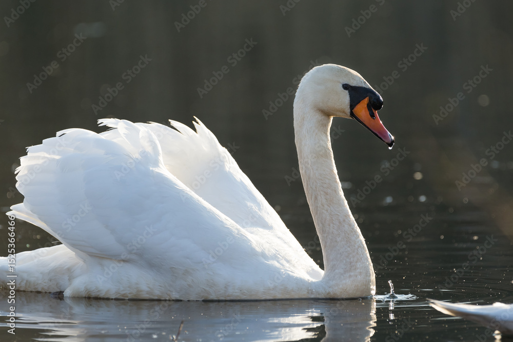 Fototapeta premium Mute swan in the morning light