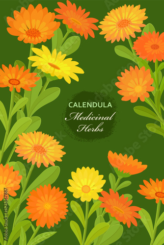 banner with blooming calendula flowers. card with marigold wildflowers on green background. medicinal herbal Calendella