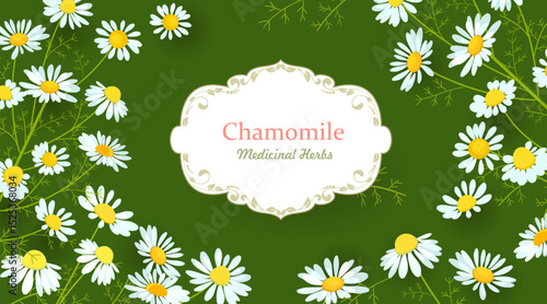 banner with blooming chamomile flowers. card with daisy wildflowers on green background. medicinal herbal camomile. vintage craft lable