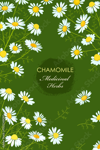 banner with blooming chamomile flowers. card with daisy wildflowers on green background. medicinal herbal camomile
