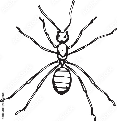 spider and fly