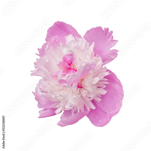 Close-Up of a Pink Peony Flower with Intricate Petal Details
