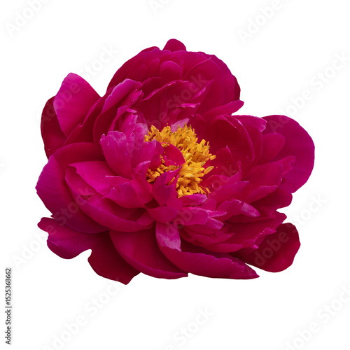 Close-Up of a Vibrant Dark Pink Peony Flower with Yellow Center