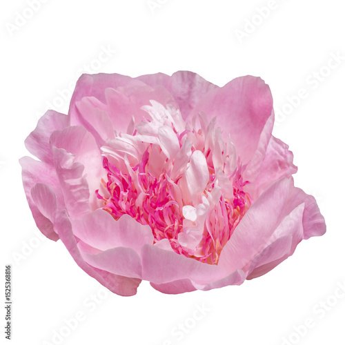 Beautiful Pink Peony Flower On A Transparent Background Close-Up