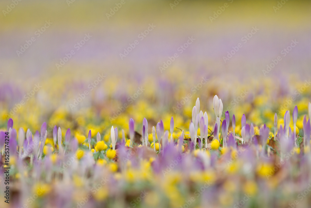 Fototapeta premium crocuses and winter aconites on a meadow