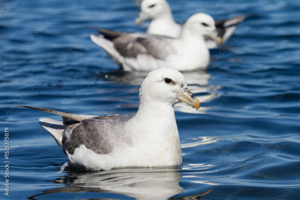 swimming fulmar swimming fulmar