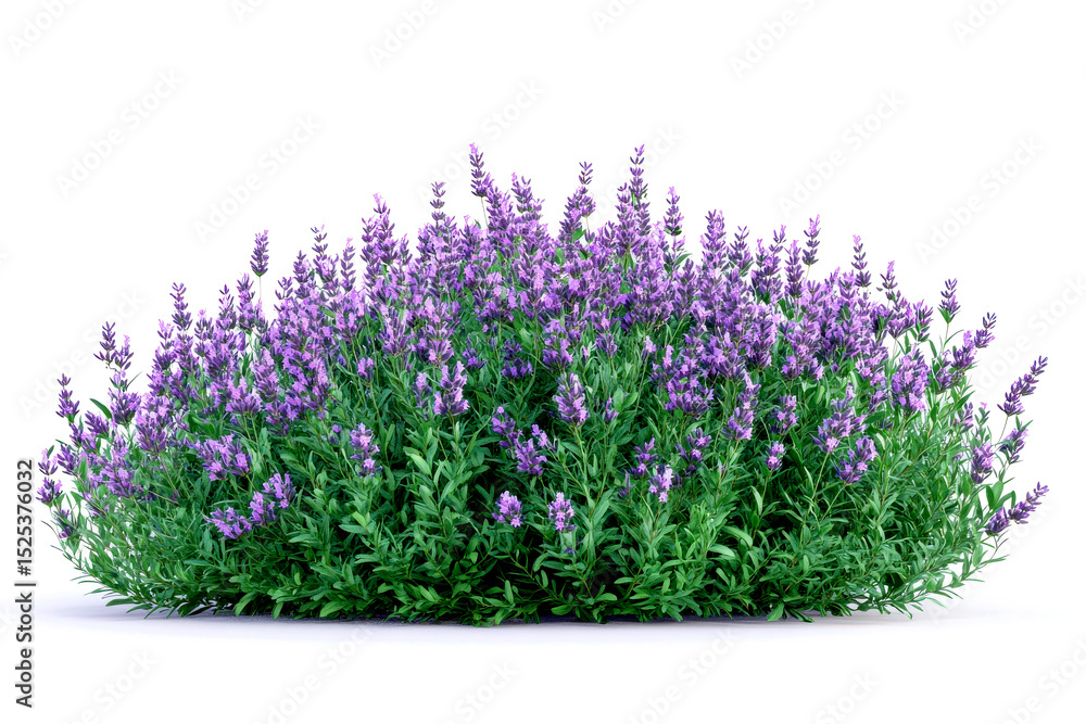 Naklejka premium Lush lavender bush isolated on white background