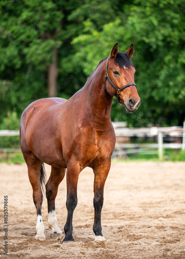 Fototapeta premium Elegant thoroughbred racehorse standing still, posing in front of camera. Portrait of graceful and well groomed horse on sunny day. Ideal for equestrian, horse racing, or animal photography themes.