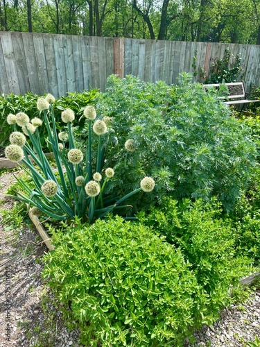 herb garden overflowing with plants