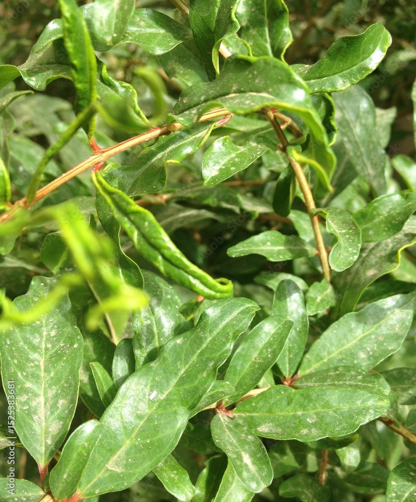 Olive leaves Olive leaves