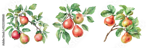 Watercolor set of pears on a tree branch png. Pear tree branches with half-ripe pear fruits. Concept of orchard and fruit growing. Watercolor pears.