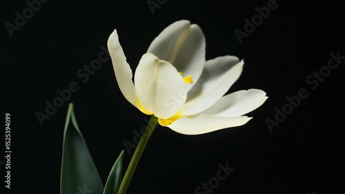 Elegant white tulip blooming against a dark background, showcasing natural beauty and grace