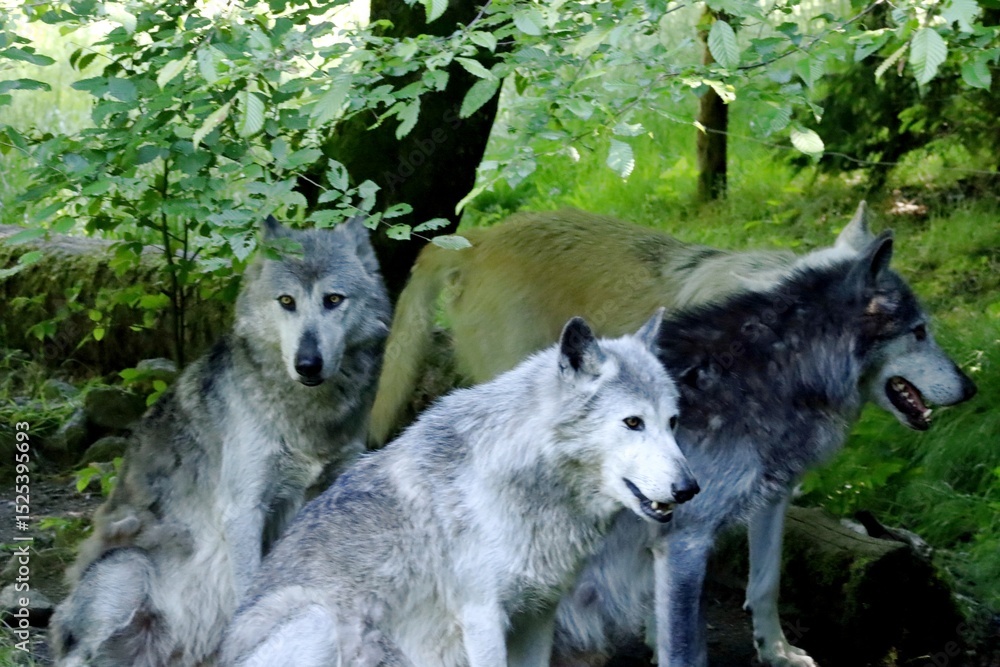 Fototapeta premium loup