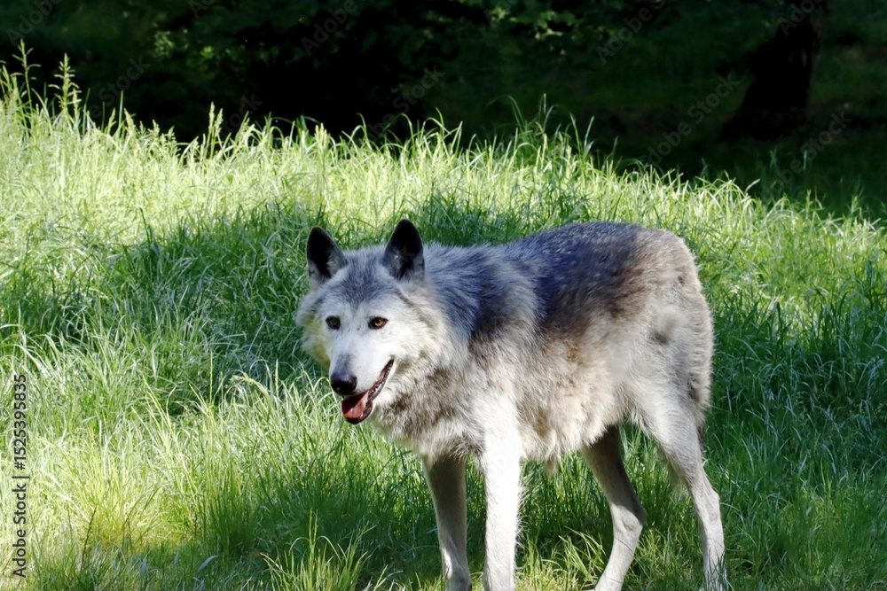 Fototapeta premium loup