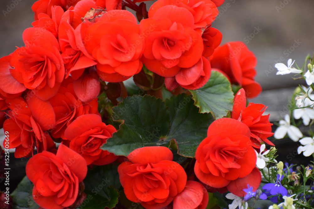 red flowers in a garden red flowers in a garden