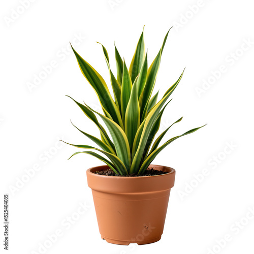 Wallpaper Mural Lush Green Sansevieria Plant in Terracotta Pot for Indoor Home Decor and Natural Atmosphere Enhancement Torontodigital.ca