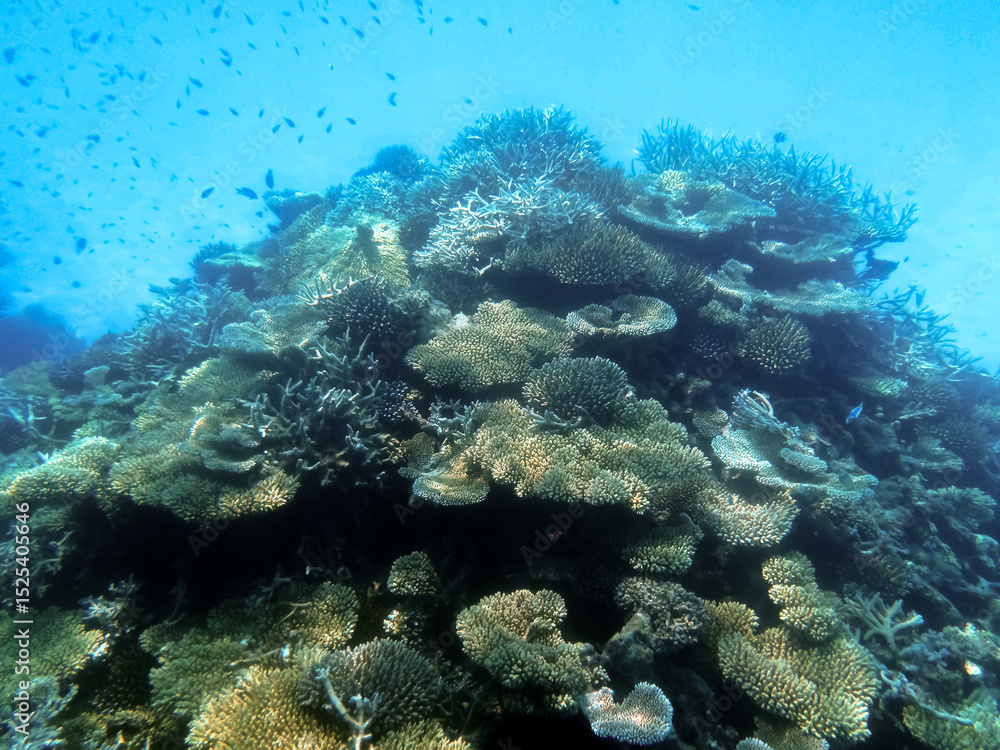 Fototapeta premium Undersea Coral Reef Vibrant Ecosystem