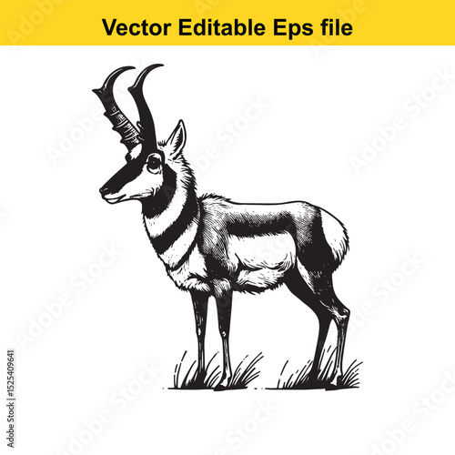 Pronghorn Antelope in Black and White Line Art Illustration