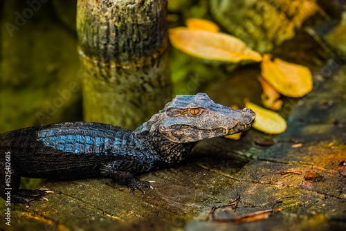 alligator in the swamp