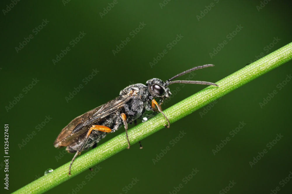 Fototapeta premium Small Insect Sitting on a Green Stem Outdoors