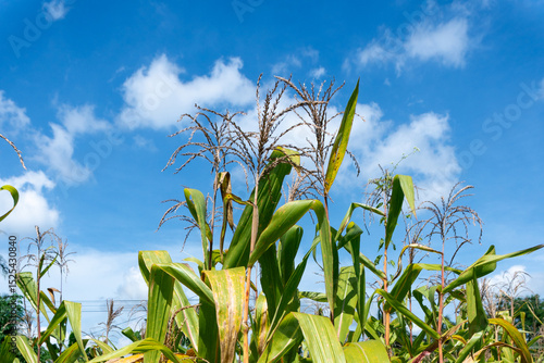 Tall maize crops growing in summer with vibrant green leaves and tassels swaying in the breeze. Perfect for farming industry visuals, sustainable agriculture themes, or educational material.
