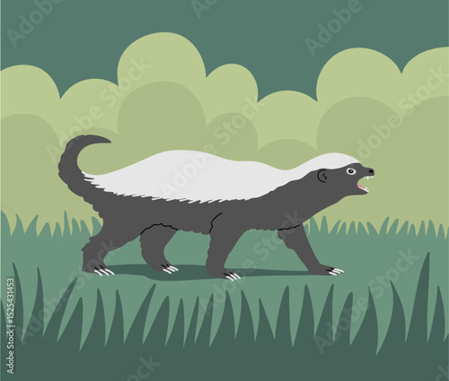 Honey badger side view. Predatory wild animal. Bald badger of the mustelidae family. Fearless fighter in the wild nature of Africa and Asia. Fauna and zoology. Vector illustration