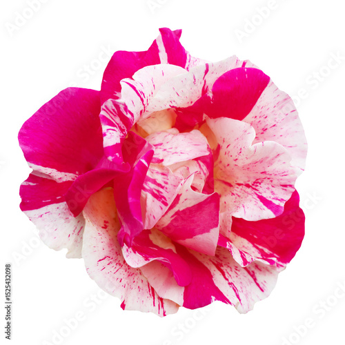 Close-Up of a Splendid Pink and Transparent Rose in Full Bloom