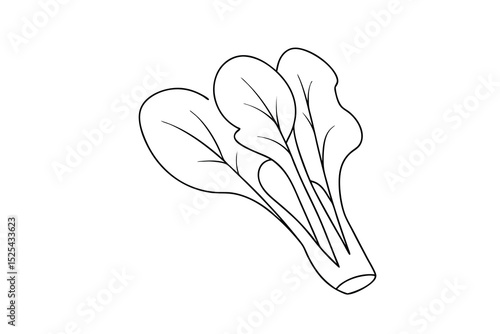 Simple line drawing of fresh bok choy vegetable