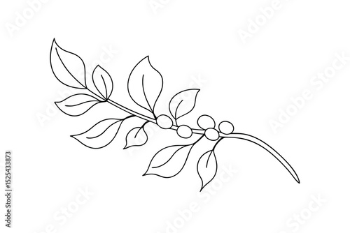 Simple line drawing of coffee branch with berries and leaves