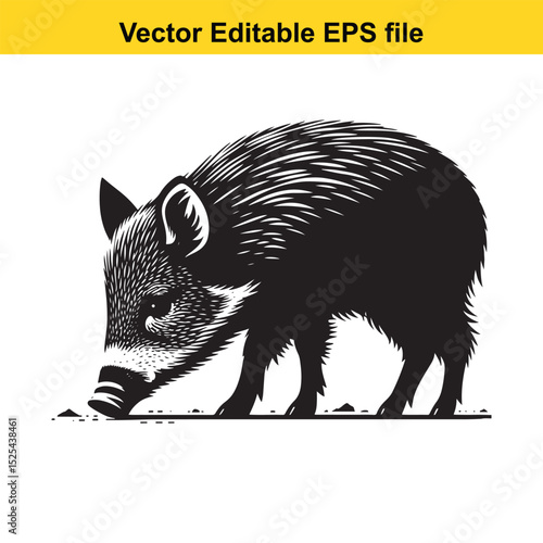 A black and white illustration of a peccary foraging for food
