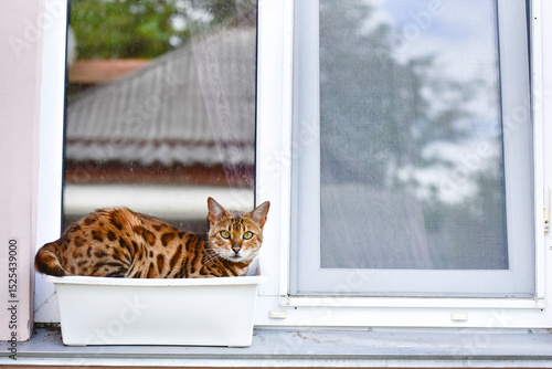 Bengal cat sitting in a pot on a windowsill