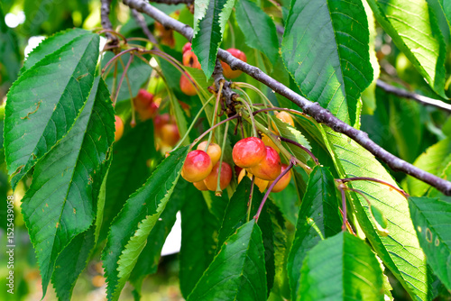 Close-up cherries on a tree. summer harvest