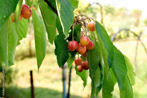 Close-up cherries on a tree. summer harvest