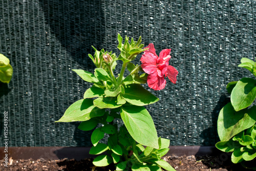 Petunia flower in a pot outdoors, photo