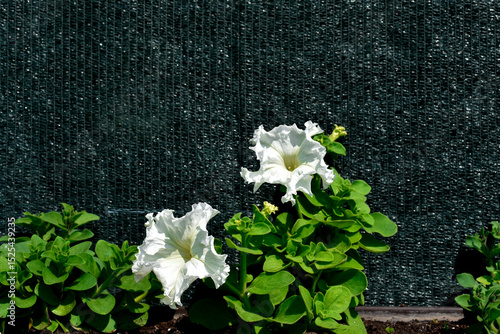 Petunia flower in a pot outdoors, photo