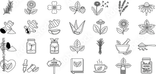 Medicinal herbs line icon set. Vector pictograms of echinacea, ginger, turmeric, lavender, rosemary, calendula, lemon balm, dandelion, st johns wort, thin linear illustration