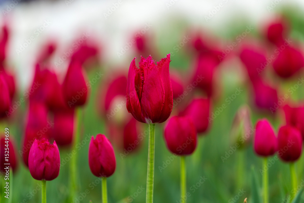 various tulips in the garden various tulips in the garden