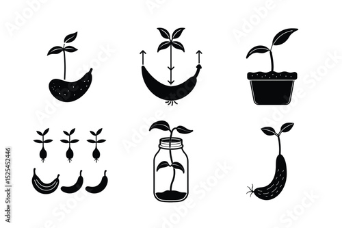 Illustration of Banana Seed Germination Process
