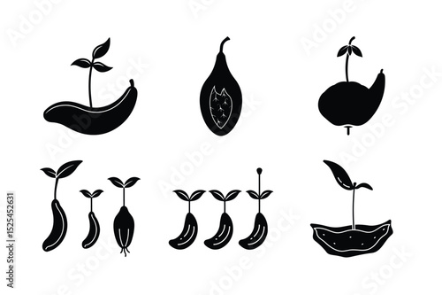Illustration of Banana Seed Germination Process
