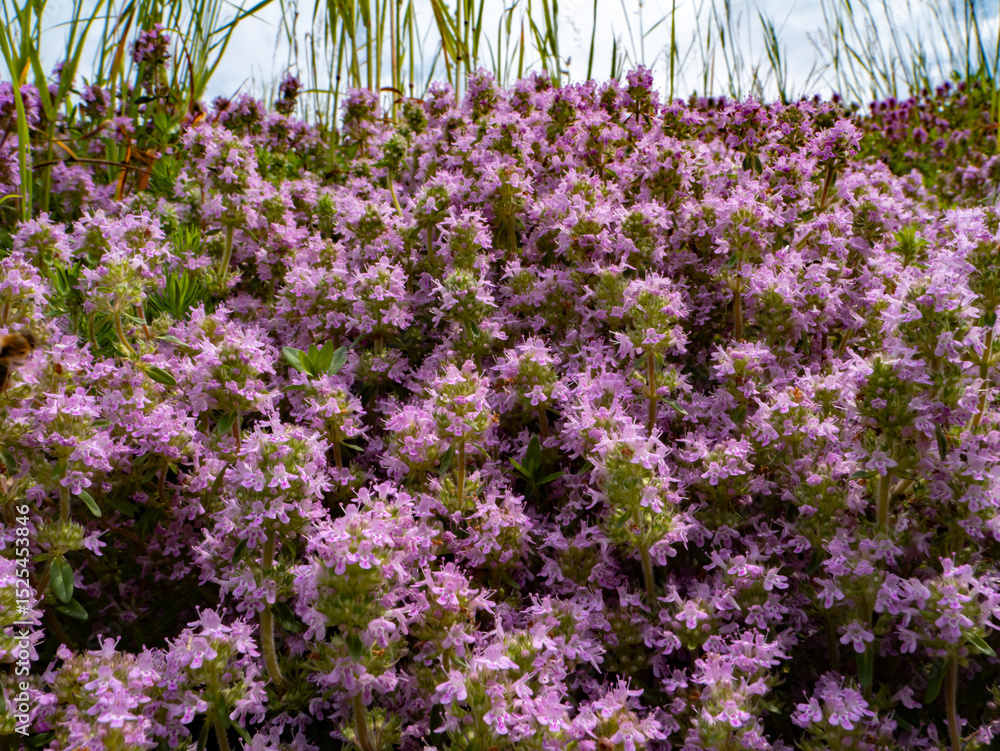 Naklejka premium Blooming wild thyme (Thymus sp.) covering a sunny hillside. Violet flowers attract pollinators, creating a vibrant and ecologically rich scene