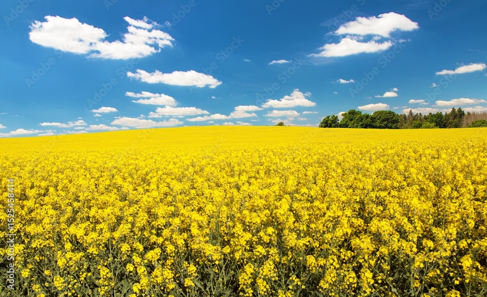 Fototapeta premium Rapeseed canola colza flowering field Brassica Napus