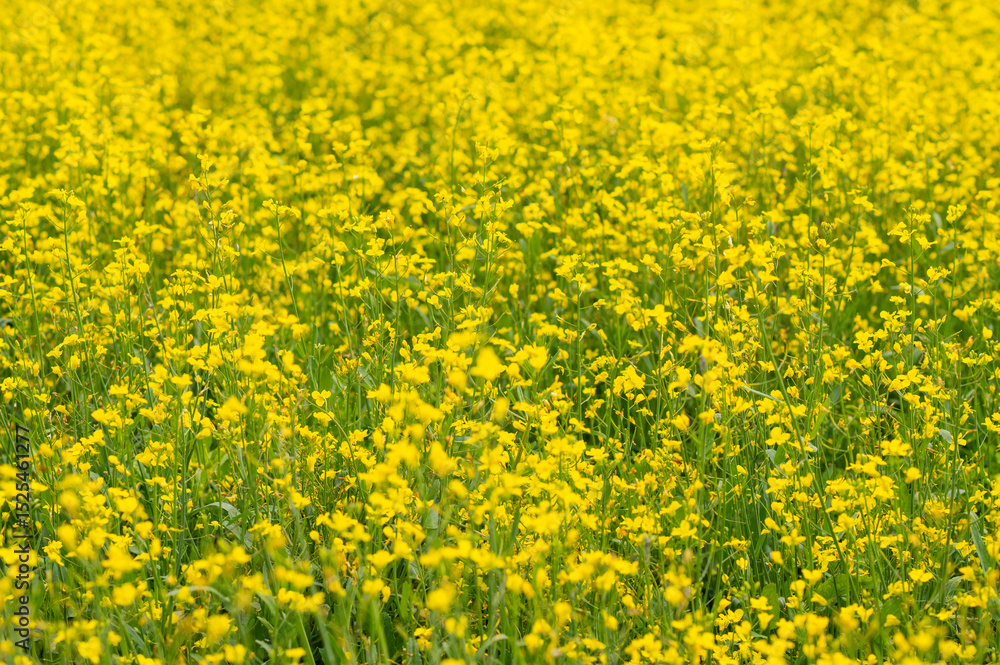 Close-up of bright yellow rapeseed flowers in full bloom Close-up of bright yellow rapeseed flowers in full bloom