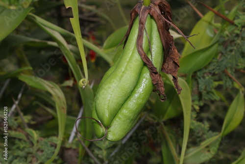green beans in the garden