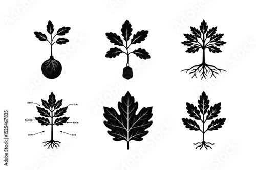 Black Oak Seedlings: Stages and Growing Conditions