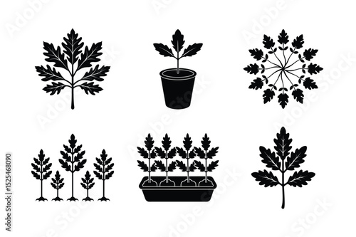 Black Oak Seedlings: Stages and Growing Conditions